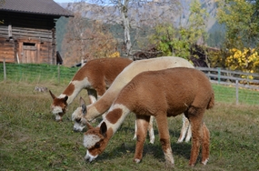 美洲驼草地吃草图片
